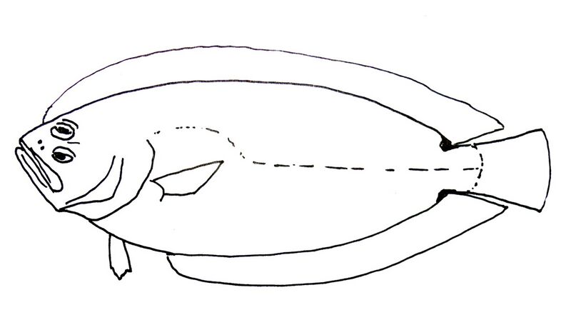 Файл:Citharoides macrolepis.JPG