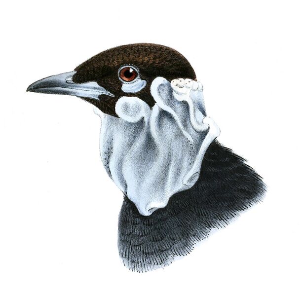 Файл:GymnoderusFoetidusKeulemans.jpg