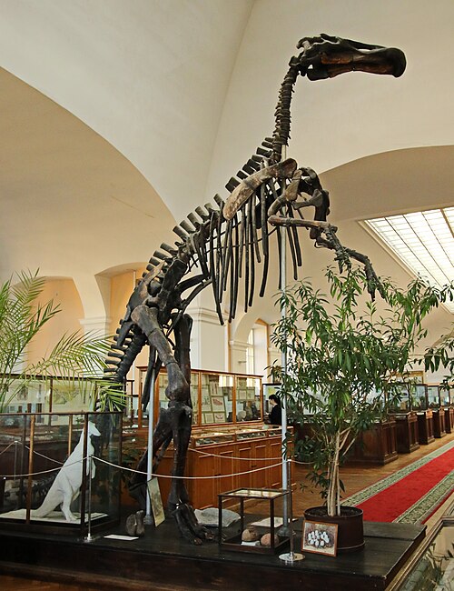Файл:Mandschurosaurus Amurensis..2H1A0401WI.jpg