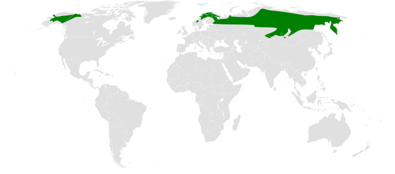 Файл:Poecile cinctus distribution map.png