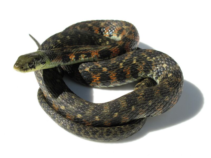 Файл:Rhabdophis tigrinus IMG 6559.retouch.JPG