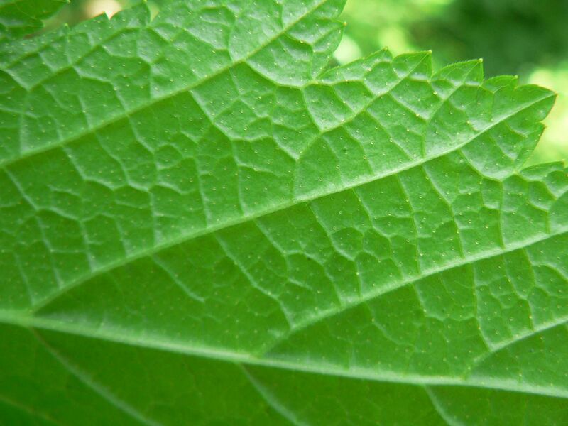 Файл:Ribes bracteosum 10373.JPG