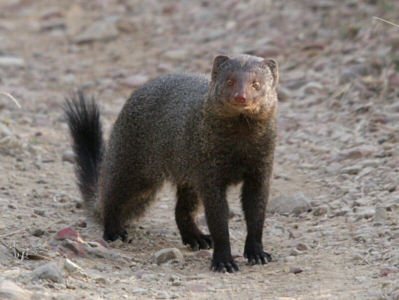 Файл:Ruddy mongoose.jpg