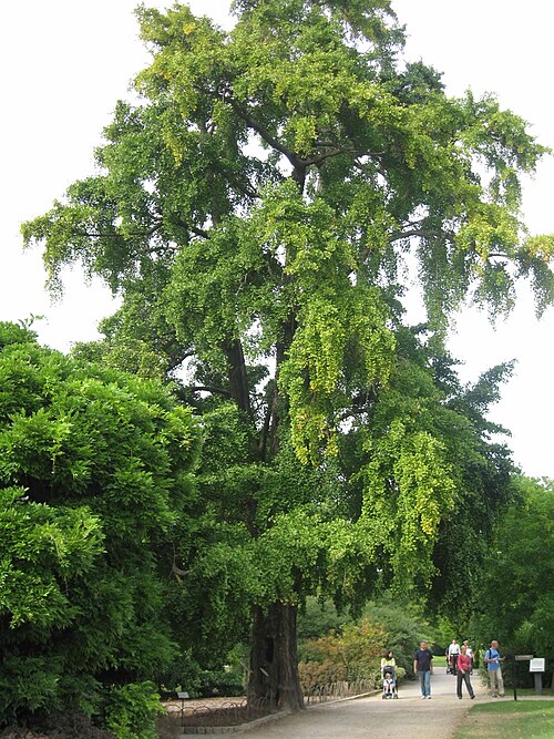 Файл:Kew Ginkgo.jpg