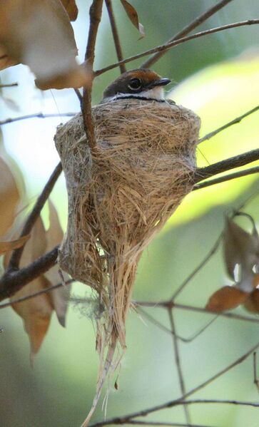 Файл:Rufous Fantail on nest.JPG