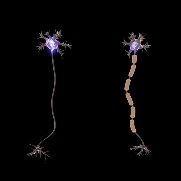 Файл:Saltatory Conduction.gif