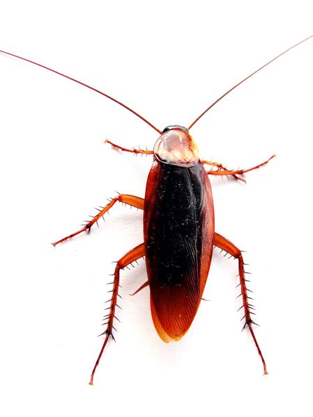 Файл:Cockroach closeup.jpg