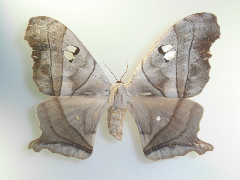 Файл:Dysdaemonia boreas.JPG