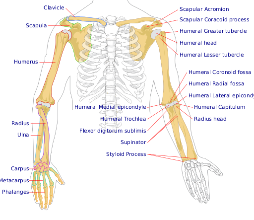 Файл:Human arm bones diagram.svg