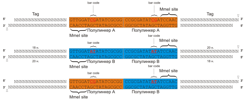 Файл:PET construct.svg