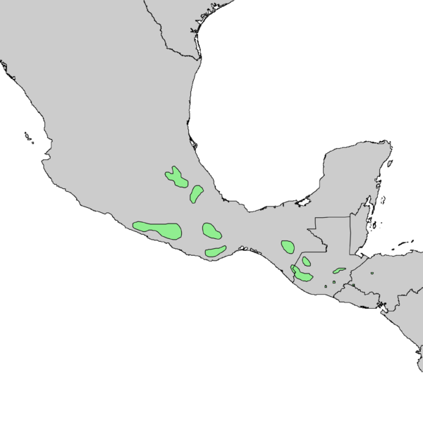 Файл:Pinus ayacahuite range map 1.png