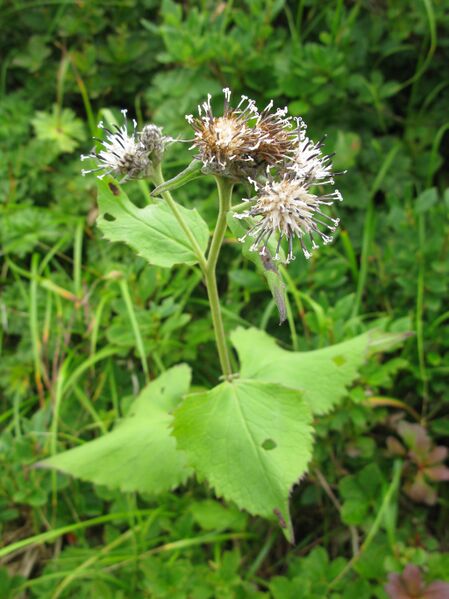Файл:Saussurea franchetii 2.JPG