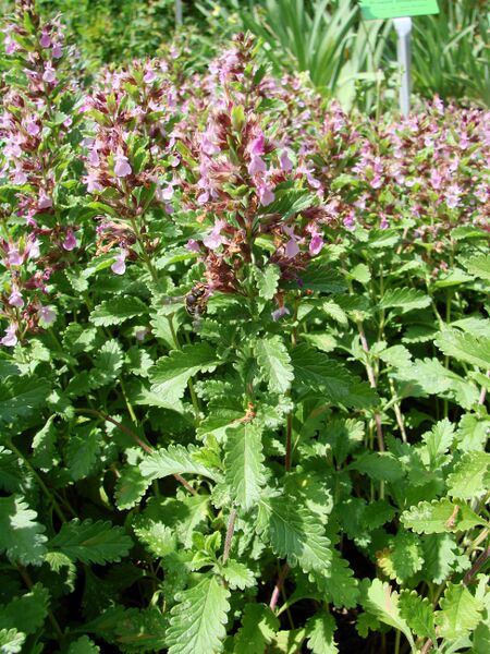 Файл:Teucrium chamaedrys (BG Wroclaw)-3.JPG