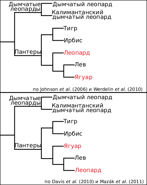 Файл:Two cladograms for Panthera-ru.svg