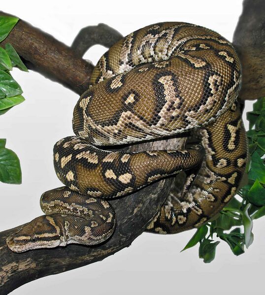 Файл:Angolan Dwarf Python (Python anchietae).jpg