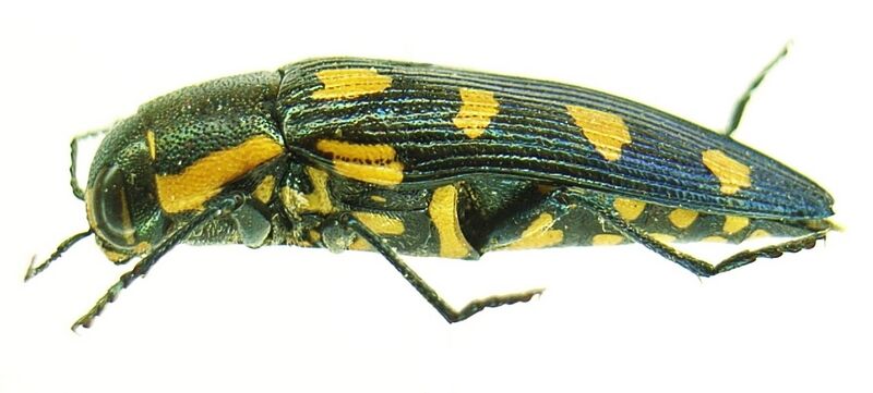 Файл:Buprestis octoguttata side.JPG