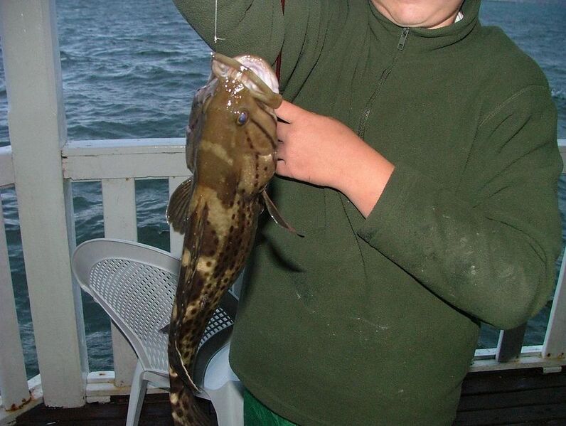 Файл:Cat-face Rockcod.jpg