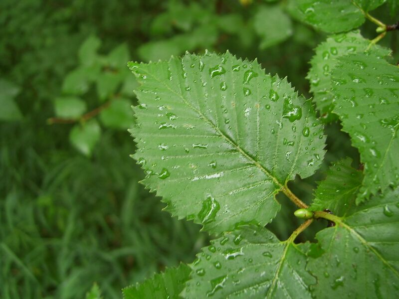 Файл:Changbai Betula leafage.JPG
