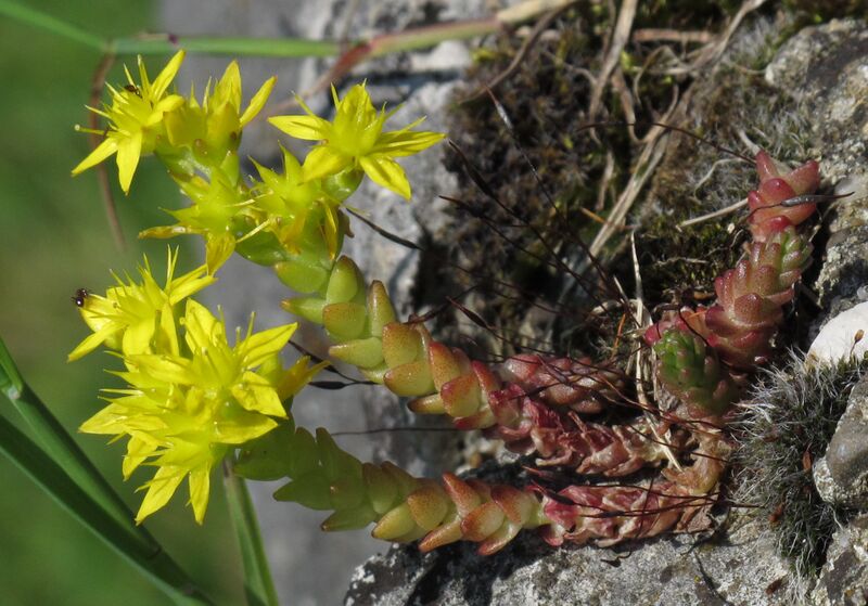 Файл:Sedum acre RF.jpg