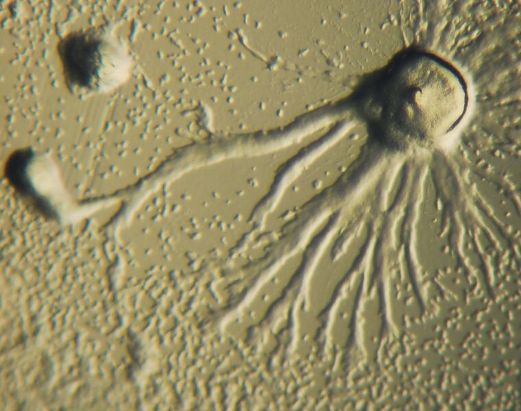 Файл:Dictyostelium Aggregation.JPG