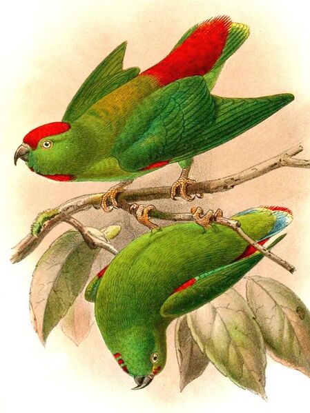 Файл:Loriculus amabilis.jpg