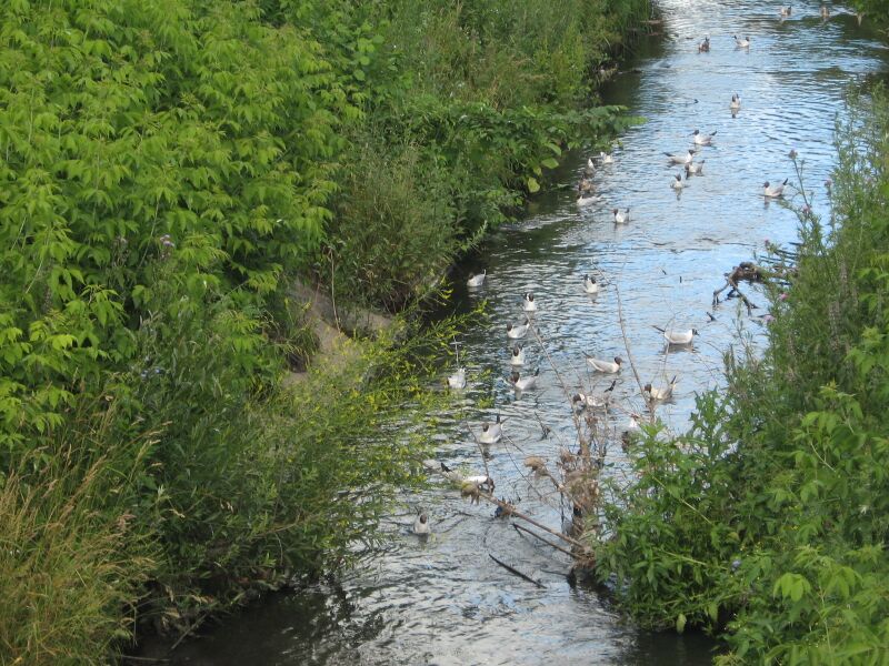 Файл:Lybed River2.JPG