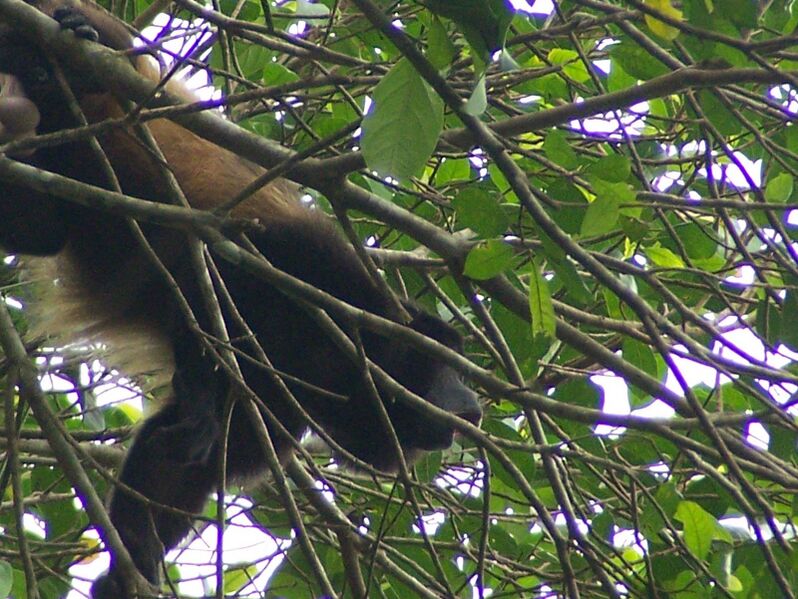 Файл:Mantled Howler Howling.jpeg
