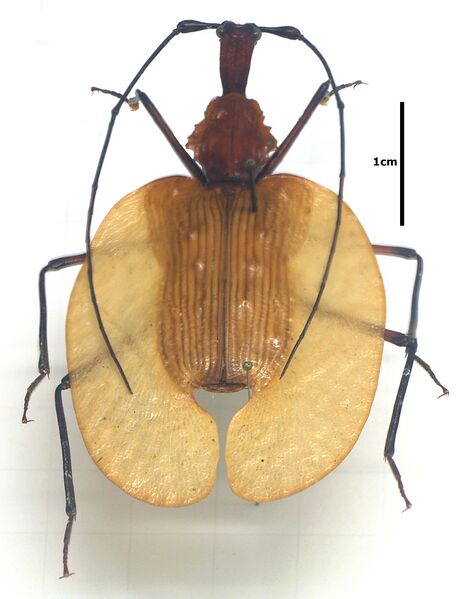 Файл:Mormolyce.phyllodes.mounted.jpg