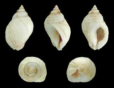 Nucella lapillus
