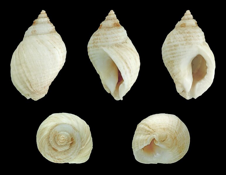 Файл:Nucella lapillus 01.JPG