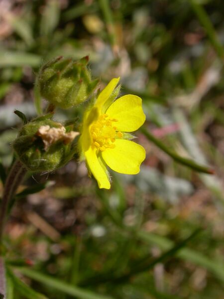 Файл:Potentilla multifida2.JPG