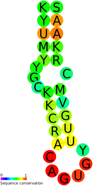 Файл:RF00037 Iron Response Element.svg