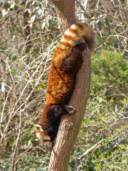 Файл:RedPandaDescent.JPG