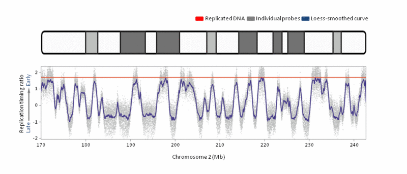 Файл:ReplicationTimingAnim.gif