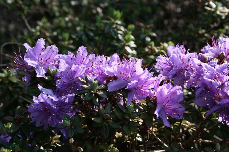 Файл:Rhododendron fastigiatum.JPG