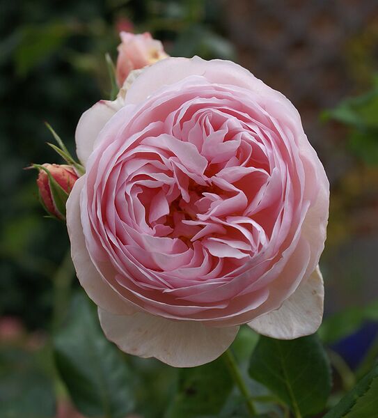 Файл:Rose-Renaissance-1 David-Austin.jpg