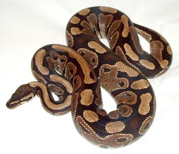Файл:Ball python lucy.JPG