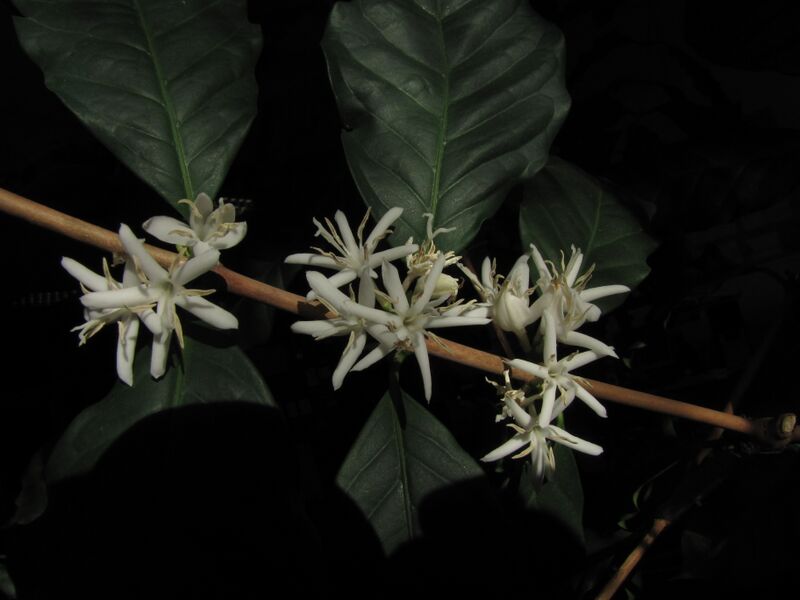 Файл:CoffeeFlowers.JPG