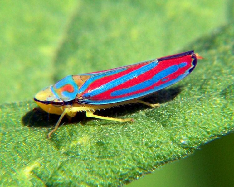 Файл:Graphocephala coccinea 6.jpg
