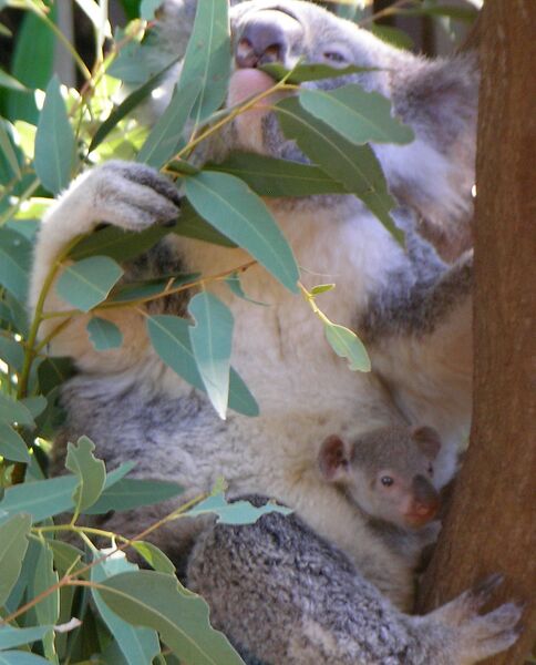 Файл:Koala with young.JPG