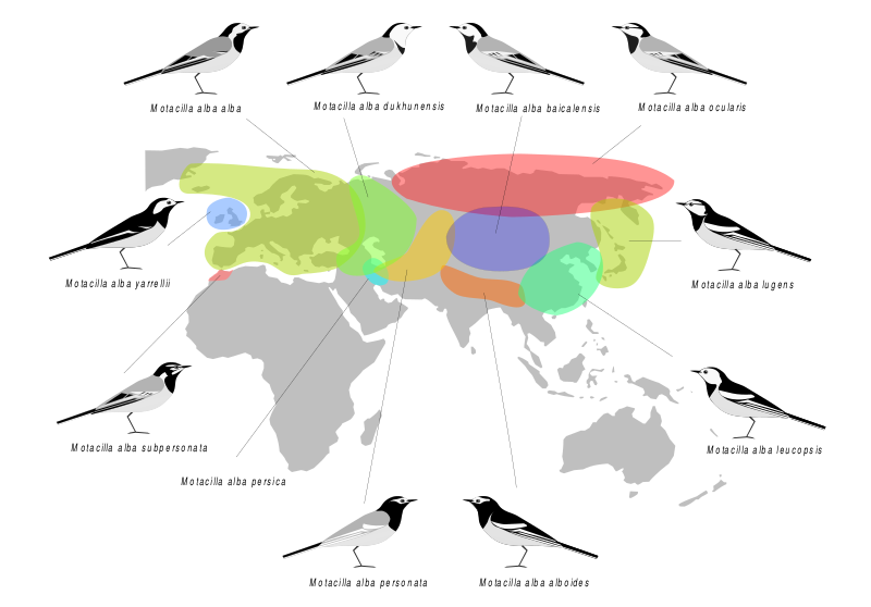 Файл:MotacillaAlbaDistribution.svg