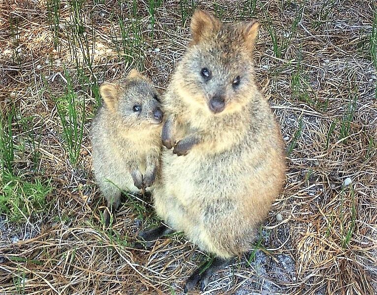 Файл:Quokka-Raffi Kojian-CIMG6317.JPG