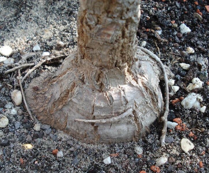 Файл:Cussonia paniculata - Lignotuber.JPG