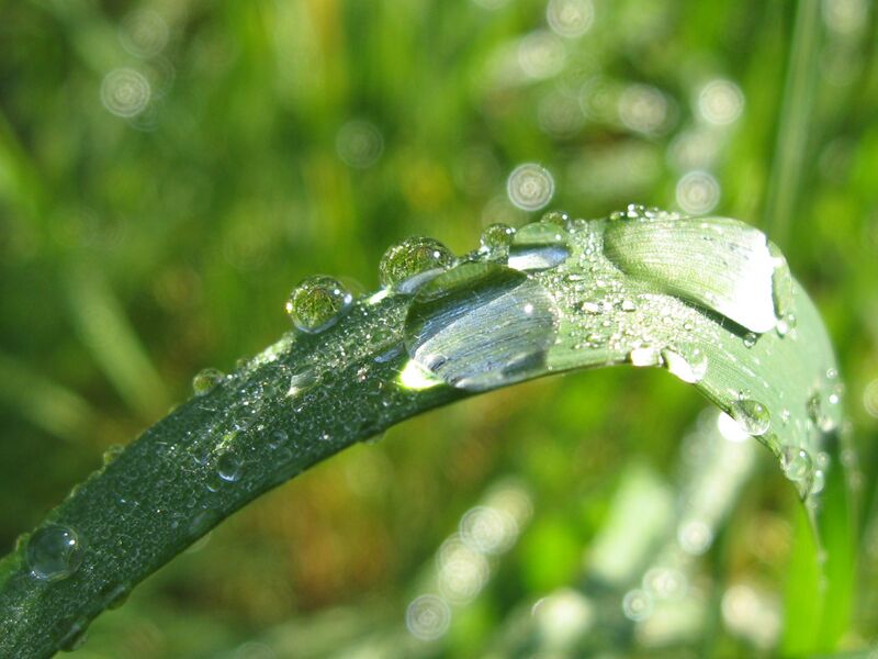Файл:Dew on a grass.jpg