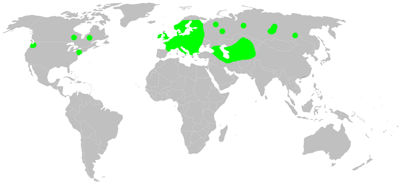 Файл:Distribution.ozyptila.praticola.1.png