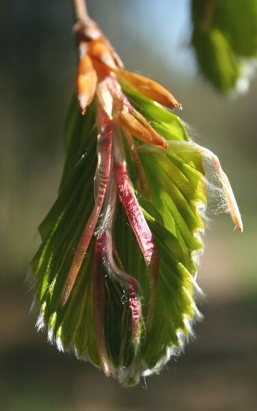 Файл:Fagus sylvatica leaf P.jpg
