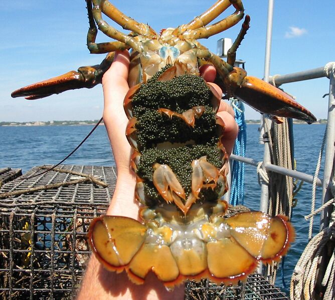 Файл:Homarus americanus eggs.jpg