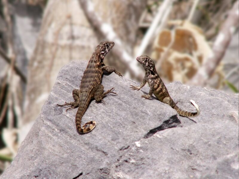 Файл:Leiocephalus Cubensis Curly-tailed Lizard CU.jpg