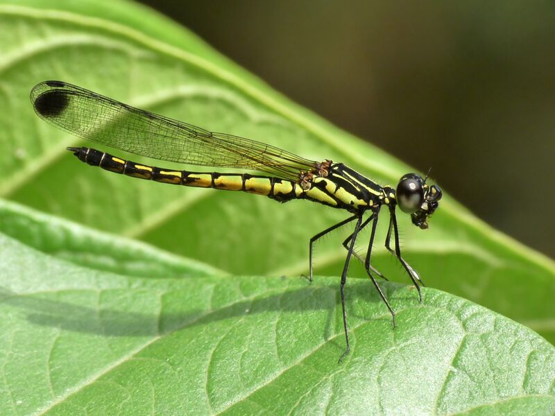 Файл:Libellago lineata by kadavoor.JPG