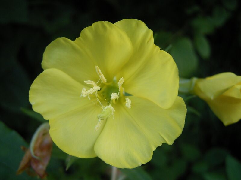 Файл:Middelste teunis bloem R0011876.JPG